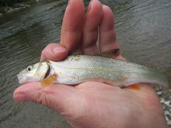 Pseudaspius