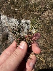 Selaginella rupestris