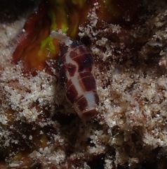 Caducifer decapitatus