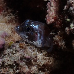 Canthigaster jactator
