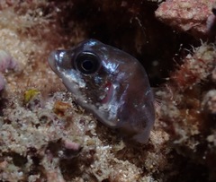 Canthigaster jactator