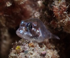 Canthigaster jactator