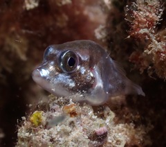Canthigaster jactator