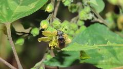 Augochlora nigrocyanea