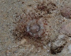 Isarachnanthus bandanensis