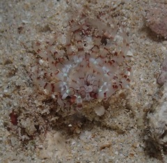 Isarachnanthus bandanensis
