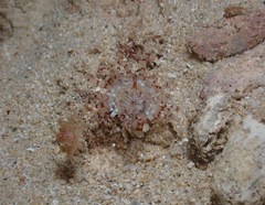 Isarachnanthus bandanensis