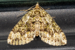 Austrocidaria callichlora