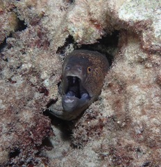 Gymnothorax flavimarginatus
