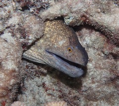 Gymnothorax flavimarginatus