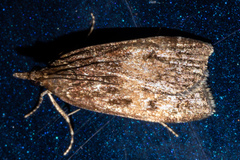 Eudonia asterisca
