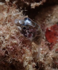 Canthigaster jactator