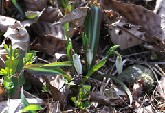 Amana erythronioides