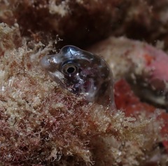 Canthigaster jactator