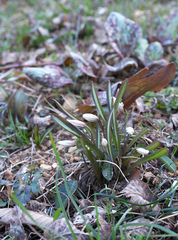 Amana erythronioides