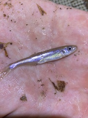 Lythrurus fasciolaris