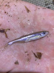 Lythrurus fasciolaris