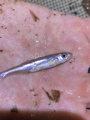 Lythrurus fasciolaris