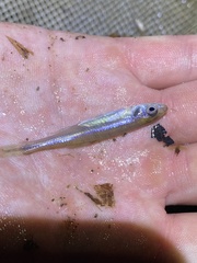 Lythrurus fasciolaris