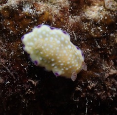 Goniobranchus albopustulosus