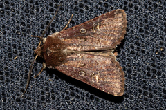 Ichneutica agorastis