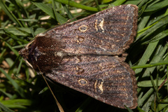 Ichneutica agorastis