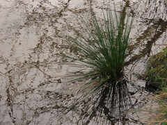 Juncus hesperius
