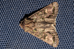 Ichneutica skelloni