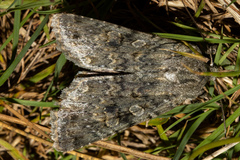 Ichneutica virescens