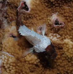 Sebastapistes coniorta