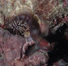 Cirripectes vanderbilti