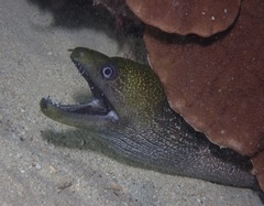 Gymnothorax undulatus