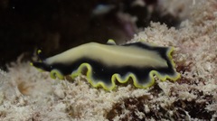 Pseudoceros paralaticlavus