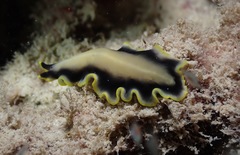 Pseudoceros paralaticlavus