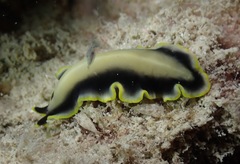 Pseudoceros paralaticlavus