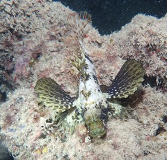 Dendrochirus barberi