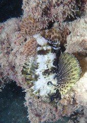 Dendrochirus barberi