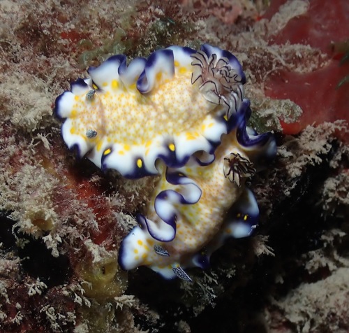 Imperial Nudibranch