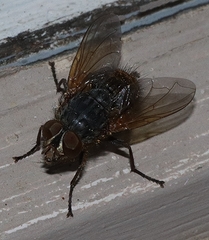 Calliphora hilli