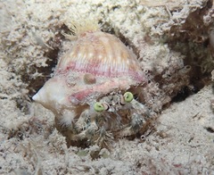 Dardanus deformis