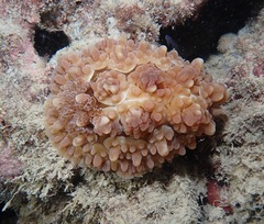 Dendrodoris carbunculosa