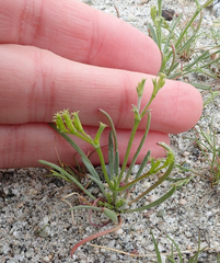 Chorizanthe brevicornu