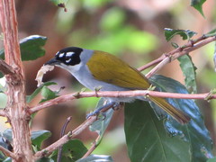 Phaenicophilus palmarum