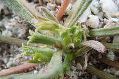 Chorizanthe brevicornu