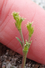 Chorizanthe brevicornu
