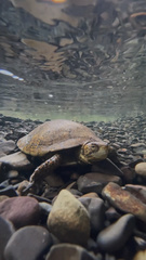 Actinemys marmorata pallida