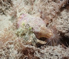 Dardanus deformis