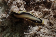 Pseudoceros paralaticlavus