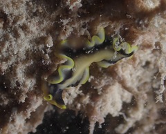 Pseudoceros paralaticlavus