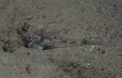 Fusigobius duospilus